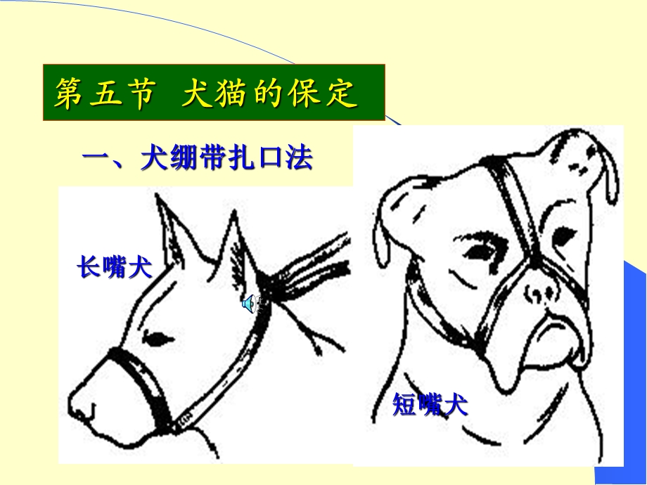 《犬猫的保定》PPT课件.ppt_第1页