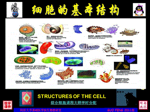 《细胞基本结构》PPT课件.ppt