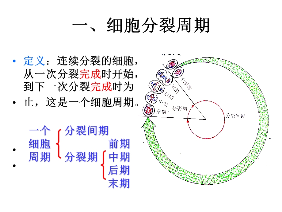 《细胞分裂周期》PPT课件.ppt_第2页