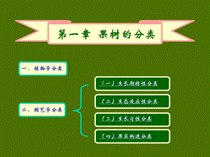 《果树分类介绍》PPT课件.ppt