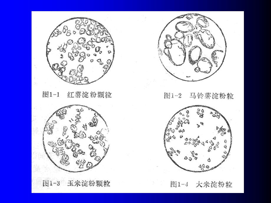 《淀粉制备糖》PPT课件.ppt_第3页