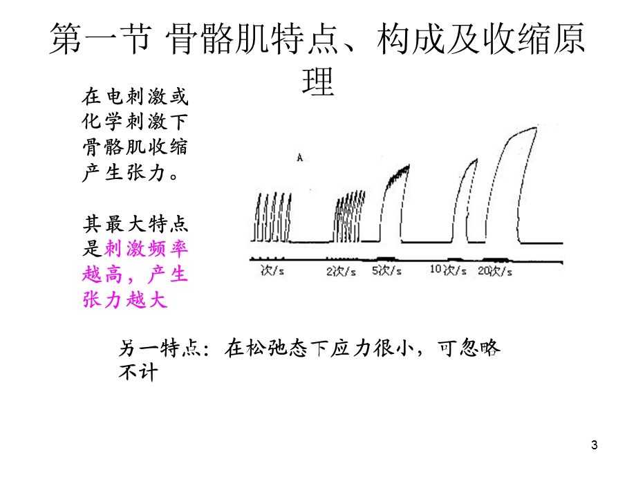 《肌肉力学性质》PPT课件.ppt_第3页