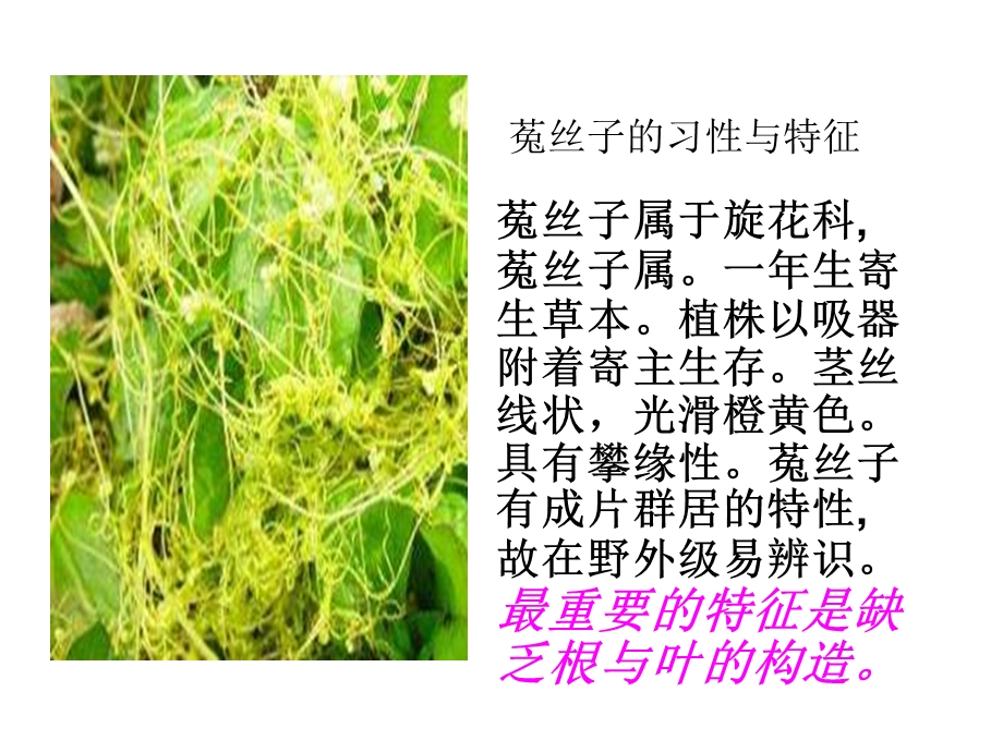 诗经中的药用植物范婷.ppt_第3页