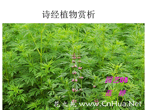 诗经中的药用植物范婷.ppt