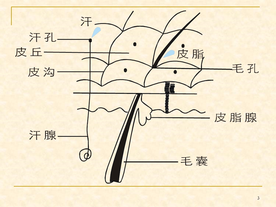 《皮肤知识》PPT课件.ppt_第3页