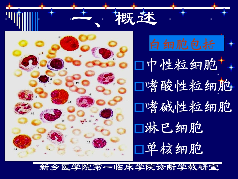 《白细胞检查》PPT课件.ppt_第3页