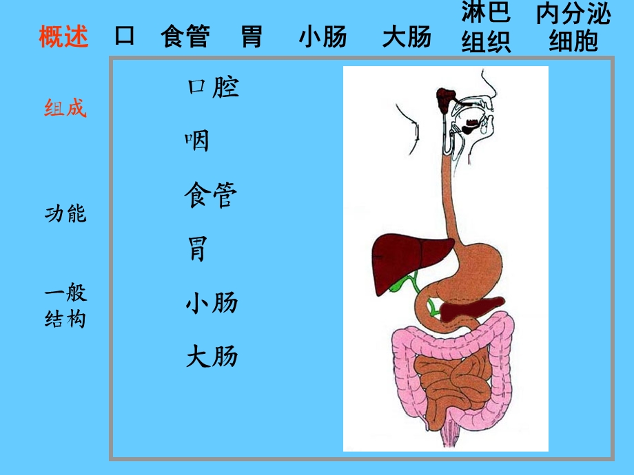 组织学课件14消化管上.ppt_第2页