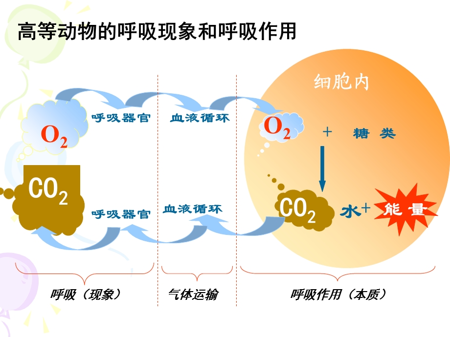 ATP的主要来源-细胞呼吸.ppt_第2页