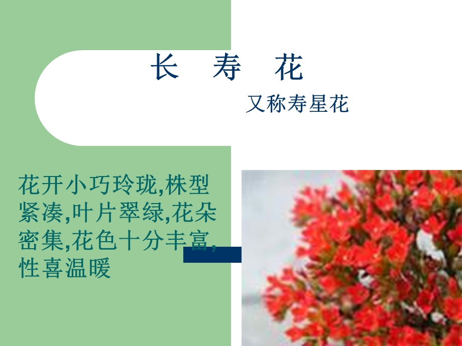 《科学长寿花》PPT课件.ppt_第1页