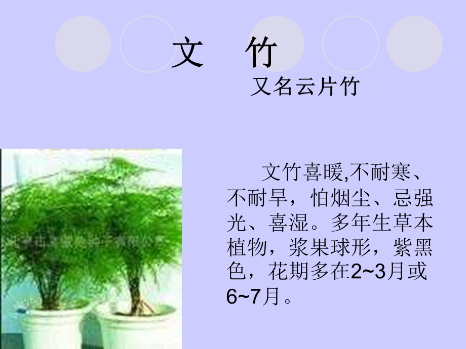 《科学长寿花》PPT课件.ppt_第2页