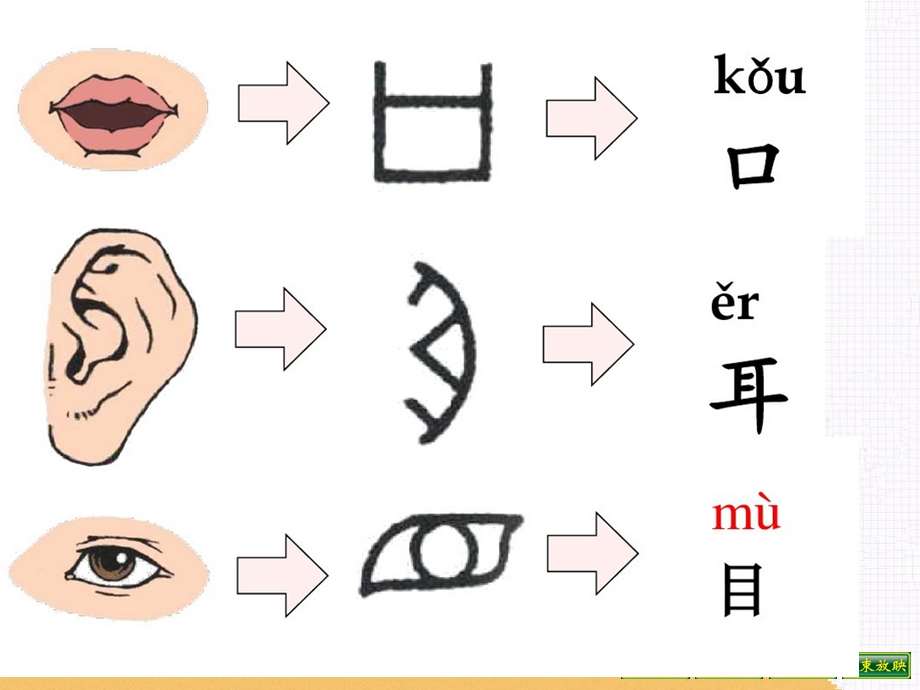 2017新人教版《口耳目》.ppt_第3页