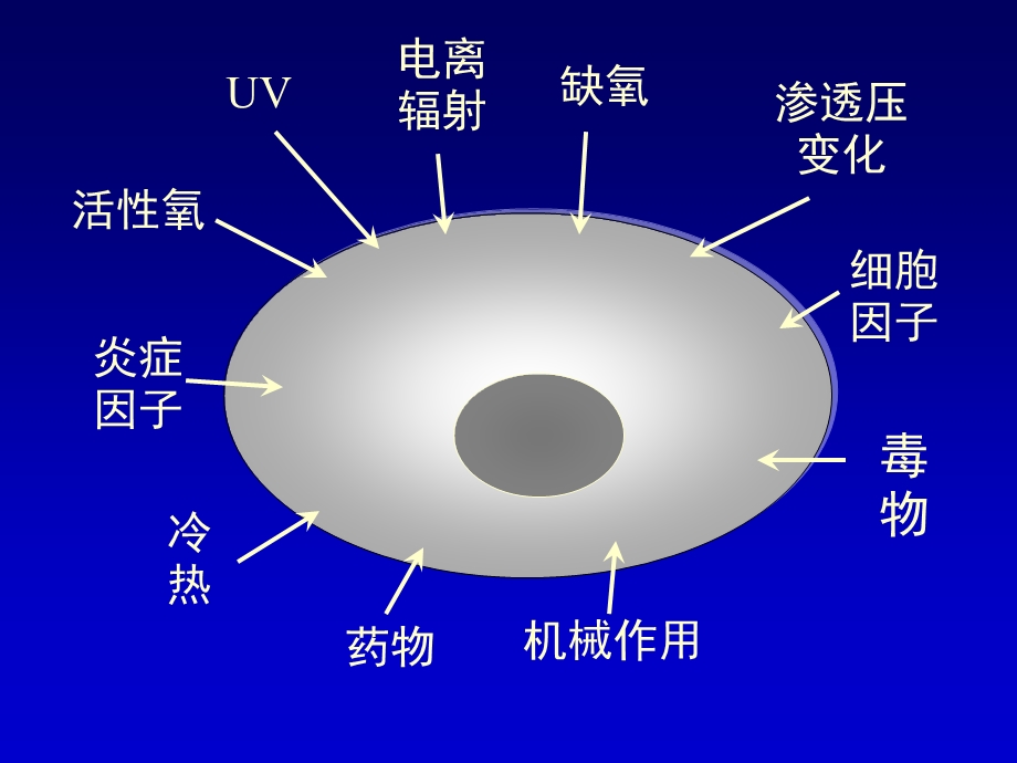 《细胞应激》PPT课件.ppt_第3页