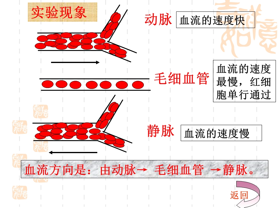 《生物月考复习》PPT课件.ppt_第3页