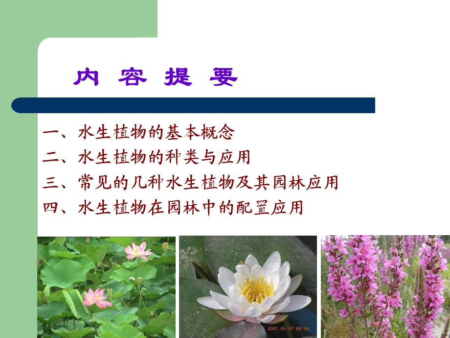 《水生植物应用》PPT课件.ppt_第2页