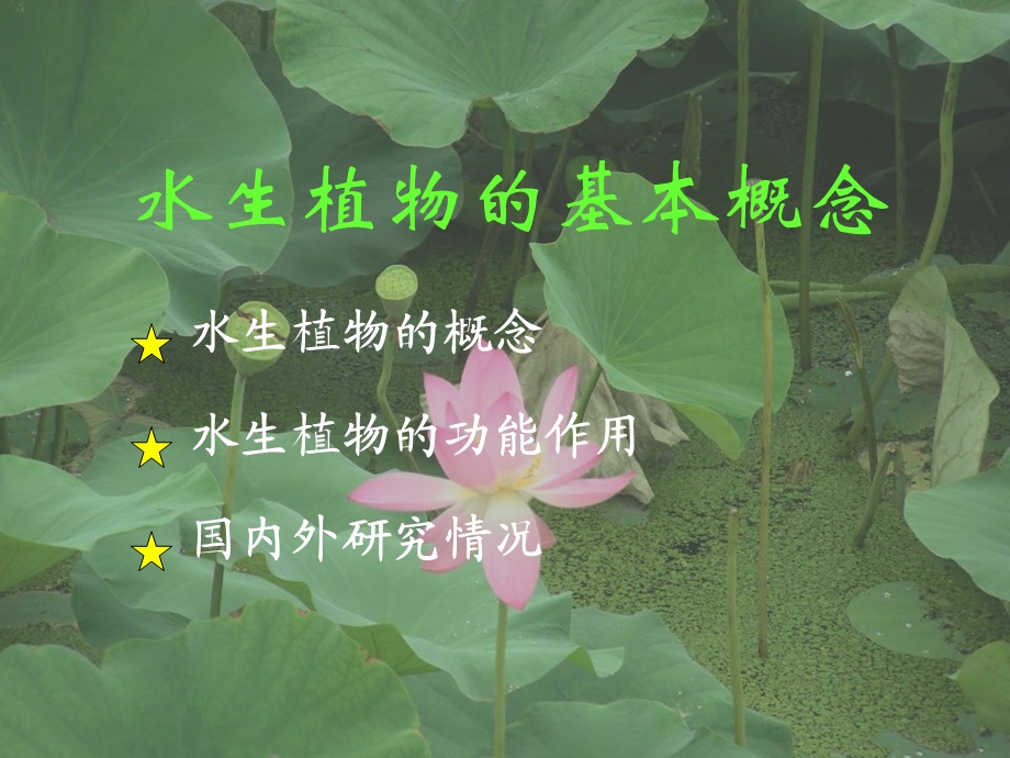 《水生植物应用》PPT课件.ppt_第3页