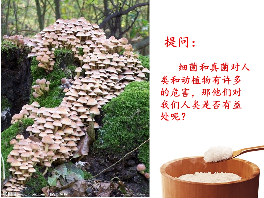 细菌真菌使人或动植物生病.ppt_第3页