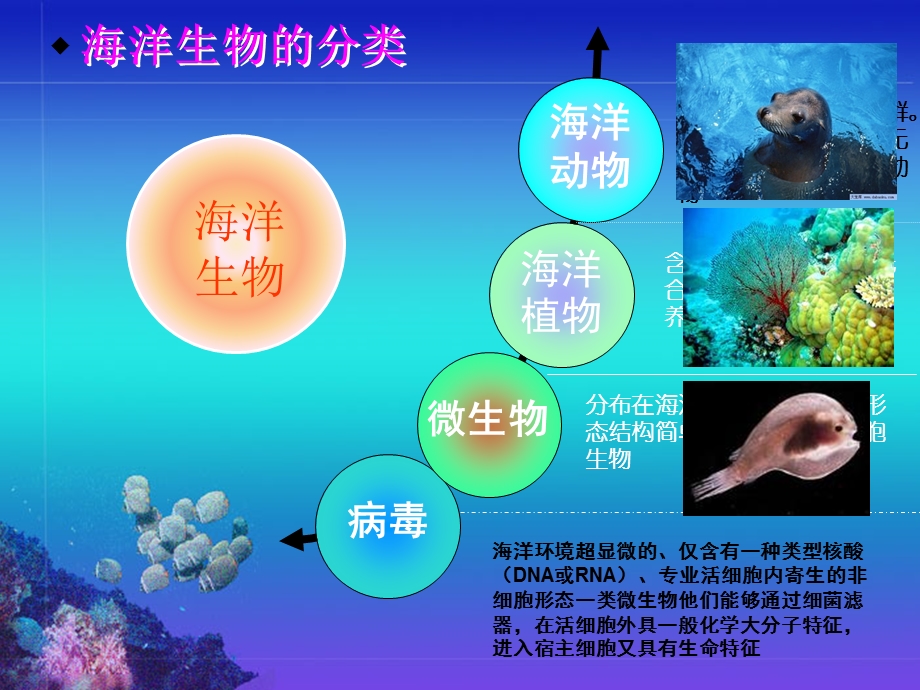 《海洋生物的分类》PPT课件.ppt_第2页