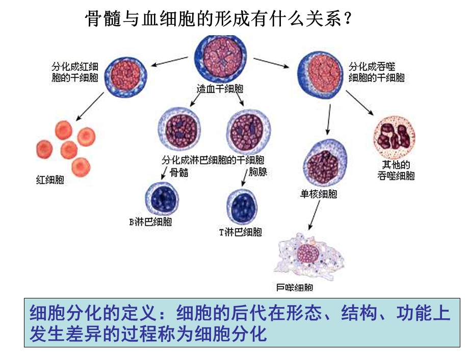 浙科版细胞分化(优选).ppt_第2页