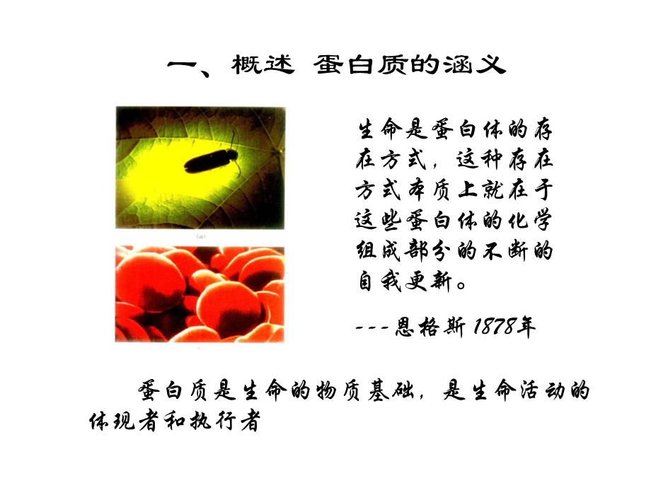 《氨基酸和多肽》PPT课件.ppt_第3页