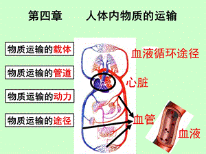 《物质运输的途径》PPT课件.ppt