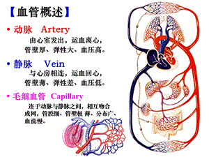 《脉管系统动脉》PPT课件.ppt