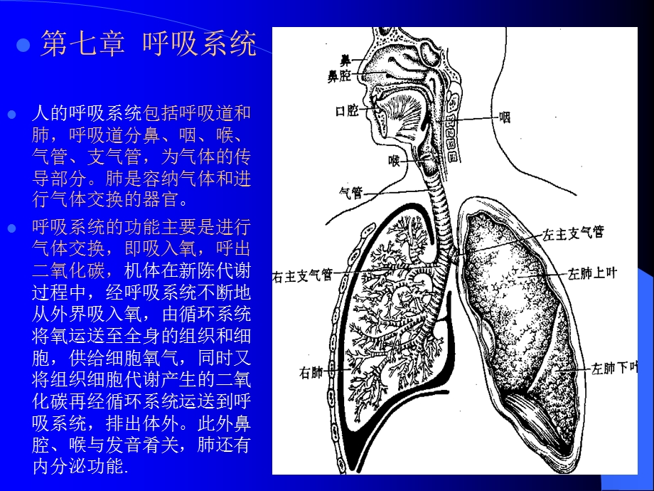 组织学与解剖学呼吸系统.ppt_第1页