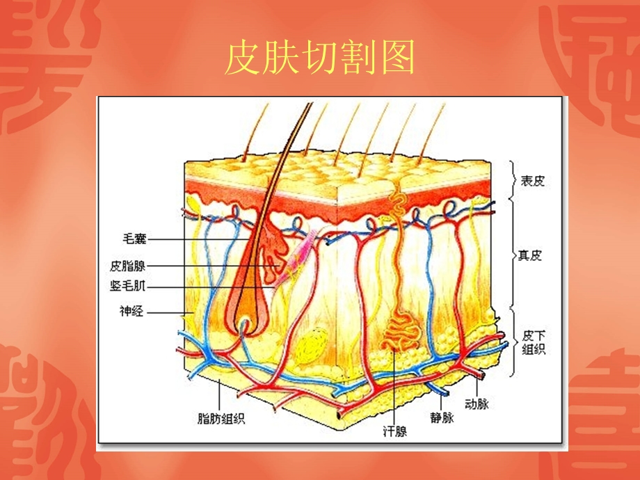 《皮肤结构培训》PPT课件.ppt_第3页