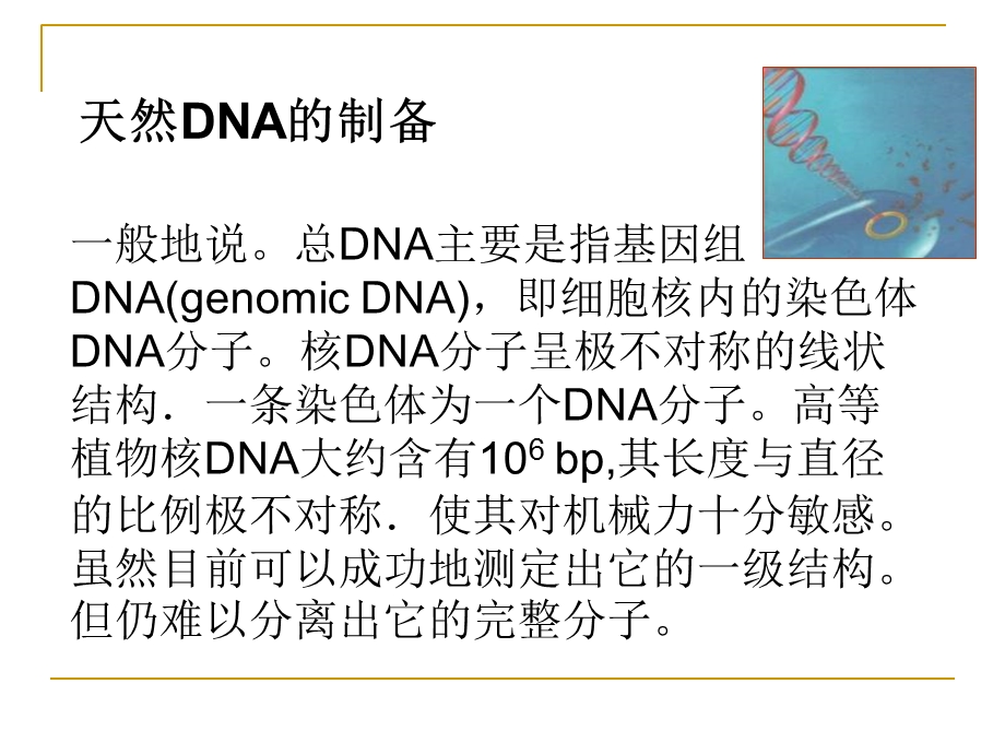 《核酸电泳》PPT课件.ppt_第2页