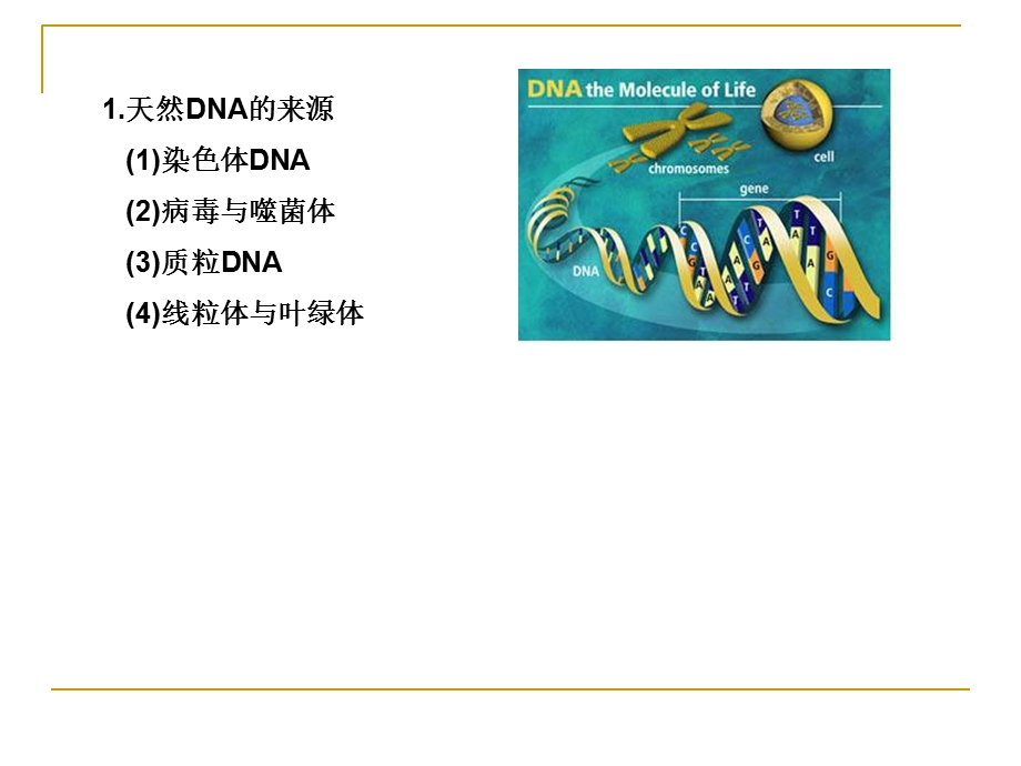 《核酸电泳》PPT课件.ppt_第3页