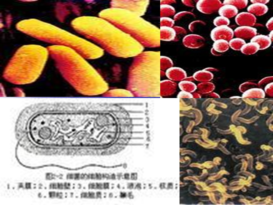 《水产养殖病害》PPT课件.ppt_第3页