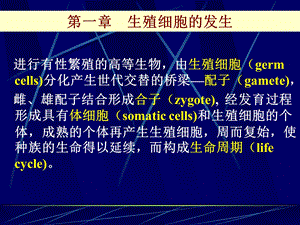 《生殖细胞发生》PPT课件.ppt