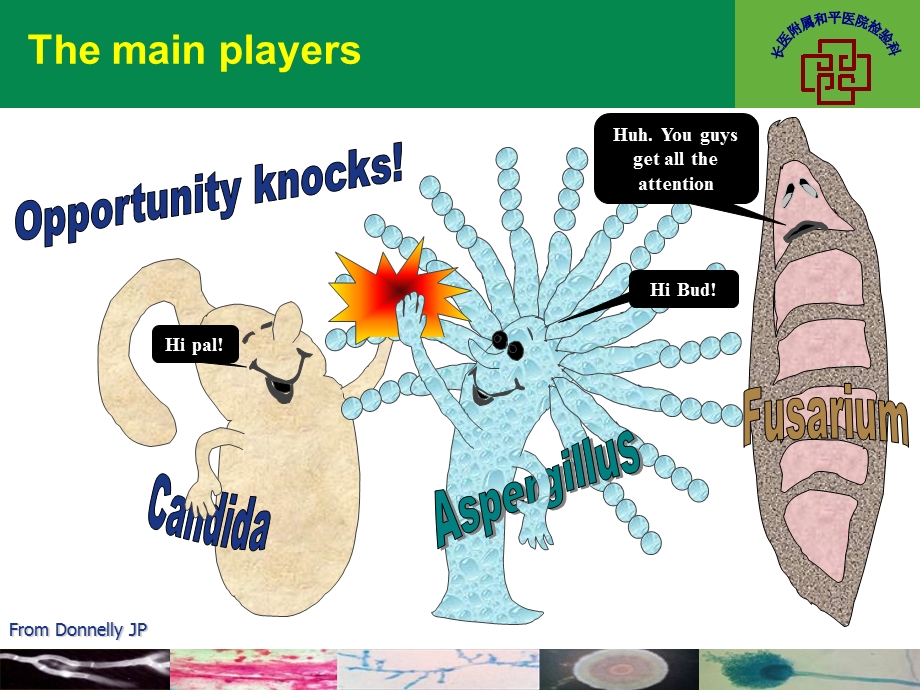 《真菌学概述》PPT课件.ppt_第2页