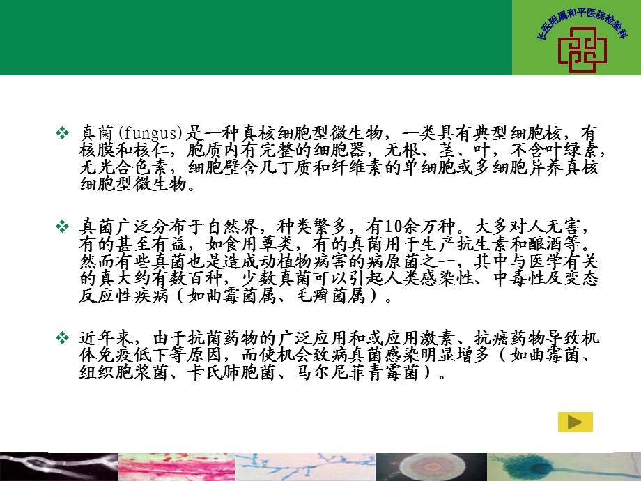 《真菌学概述》PPT课件.ppt_第3页