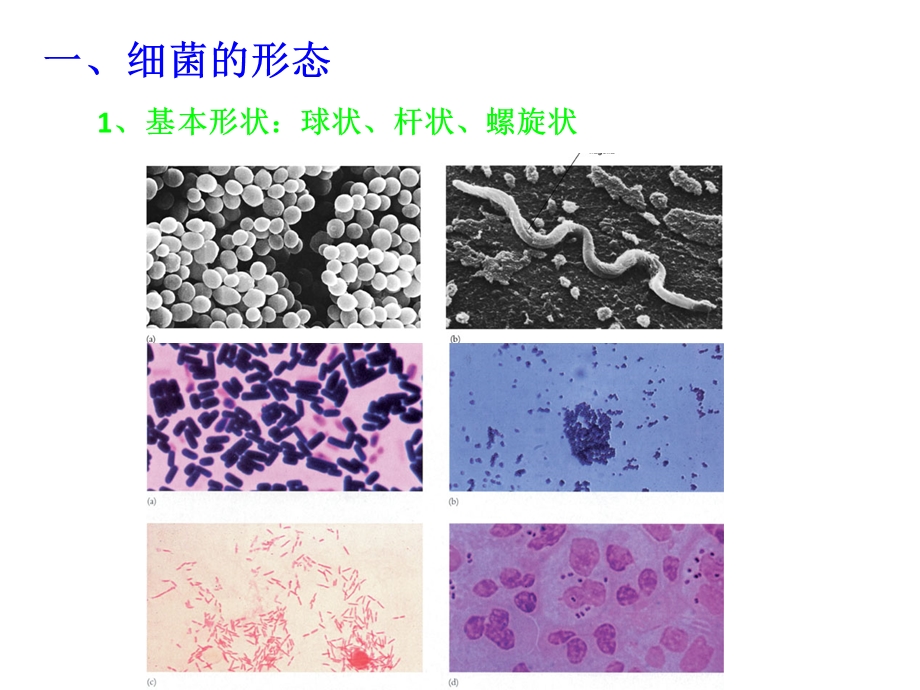 《水生生物学》PPT课件.ppt_第2页