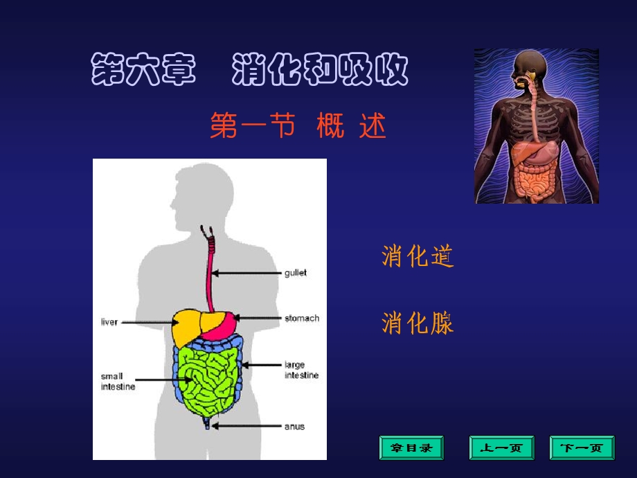 《消化和吸收》PPT课件.ppt_第3页