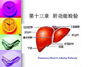 《肝功能检验》PPT课件.ppt