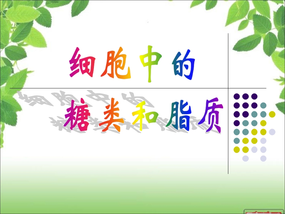 《糖类和脂质》PPT课件.ppt_第1页