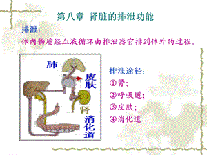 《泌尿系统}》PPT课件.ppt