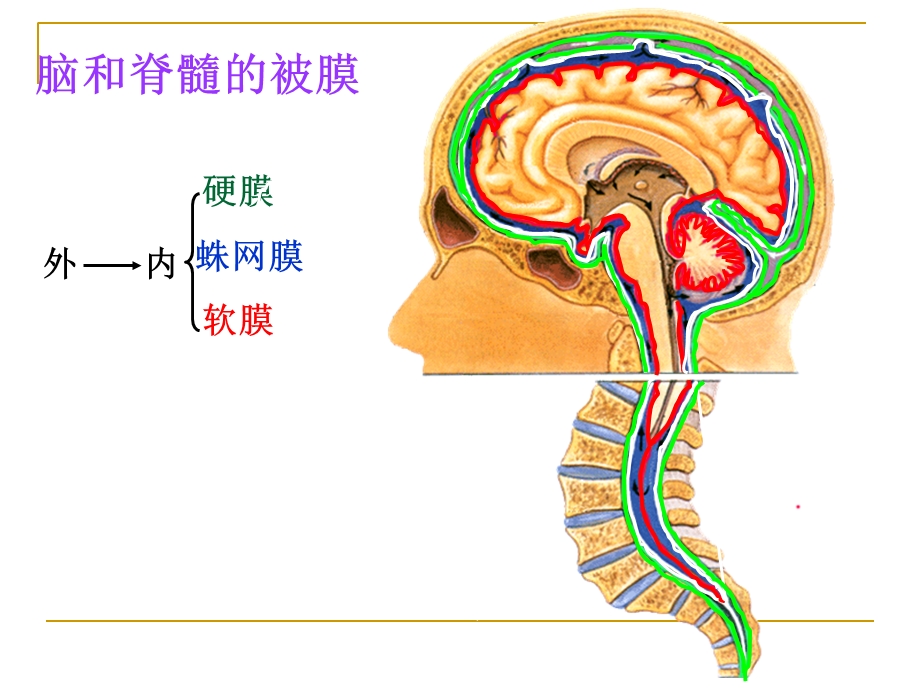 《脑膜脑血管》PPT课件.ppt_第2页