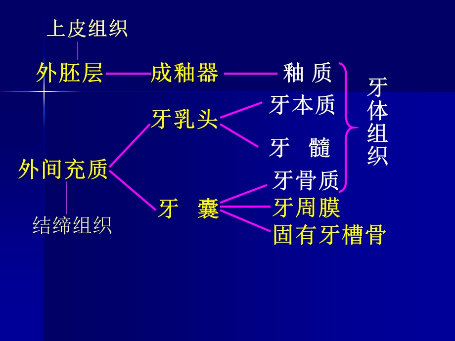 《牙体组织》PPT课件.ppt_第3页