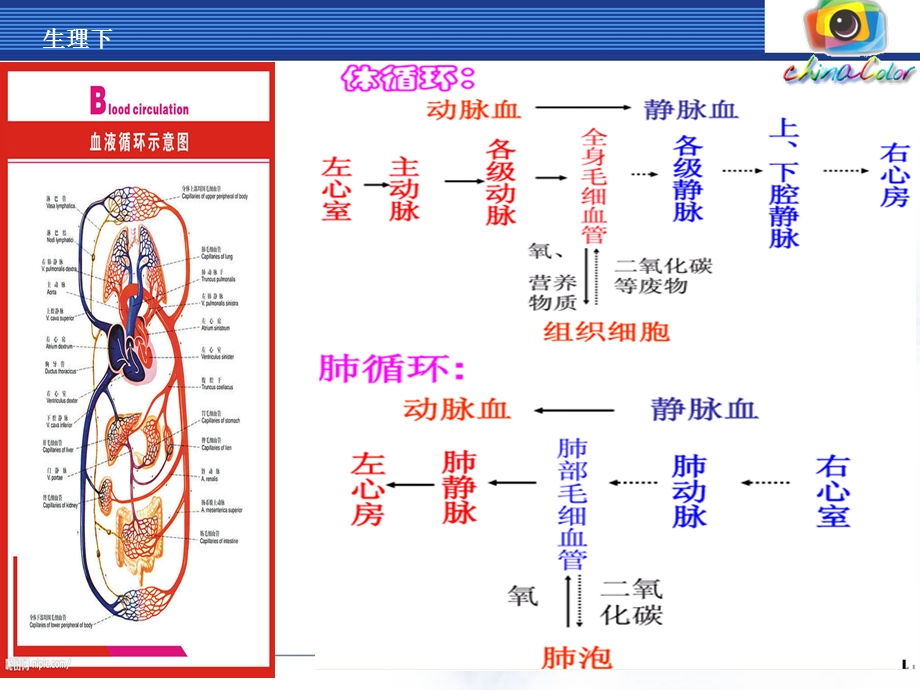 《放血排瘀疗法》PPT课件.ppt_第3页