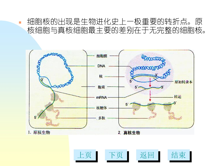 《细胞核多媒体》PPT课件.ppt_第2页