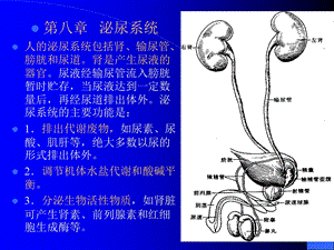 组织学与解剖学泌尿系统.ppt