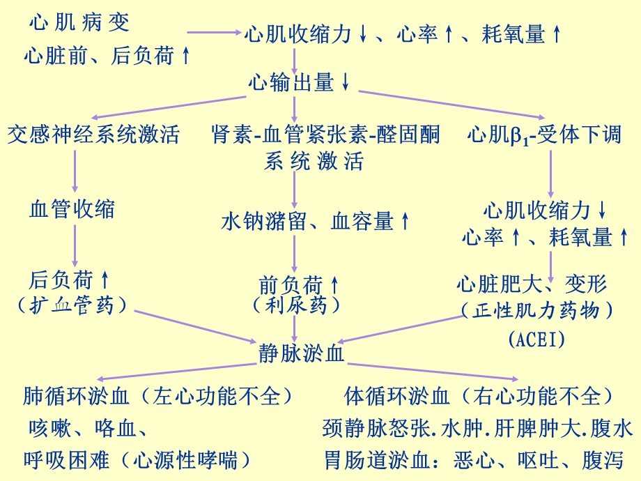 《抗心功能衰竭药物》PPT课件.ppt_第3页