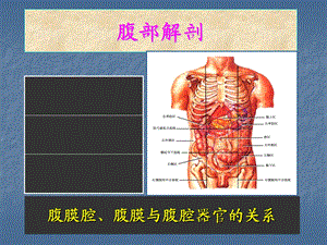 《腹部的局部解剖》PPT课件.ppt