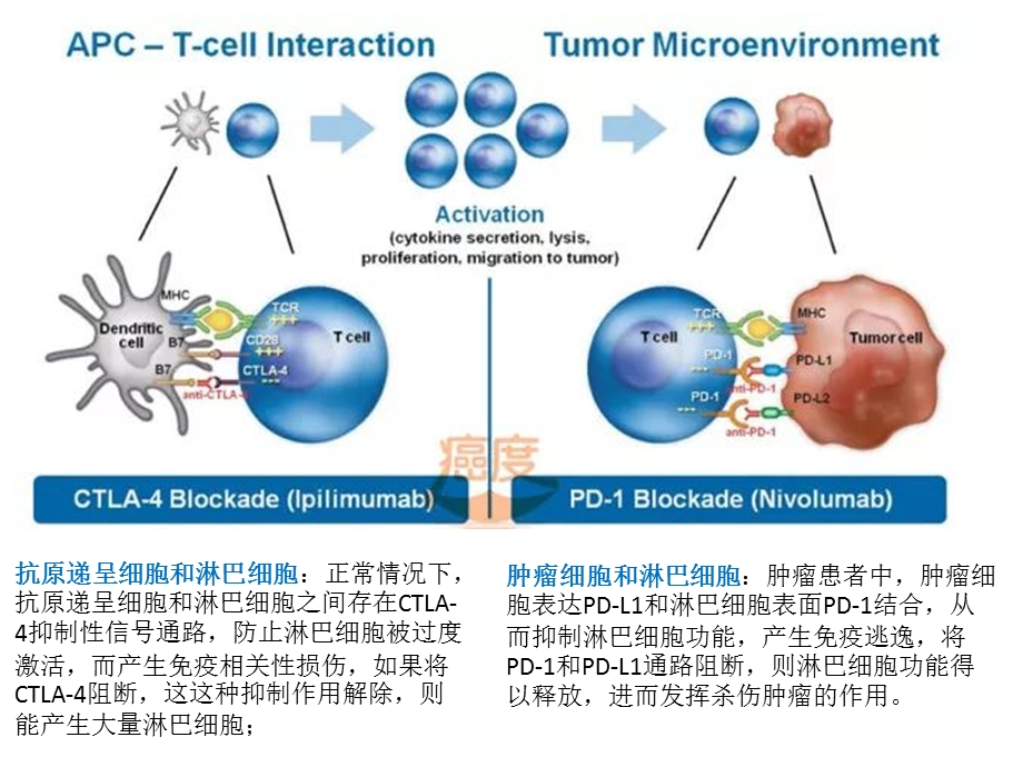 《肺癌免疫治疗》PPT课件.ppt_第3页