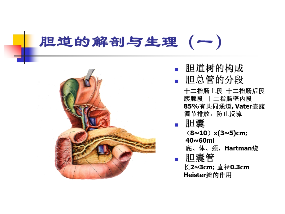 《胆道疾病》PPT课件.ppt_第3页