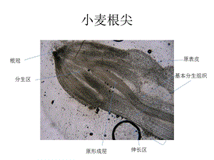 《植物生物实验》PPT课件.ppt