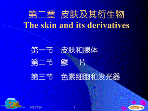 《皮肤及其衍生物》PPT课件.ppt