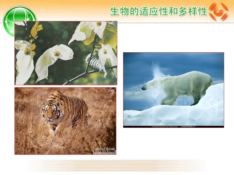 《生物的多样性》PPT课件.ppt_第3页